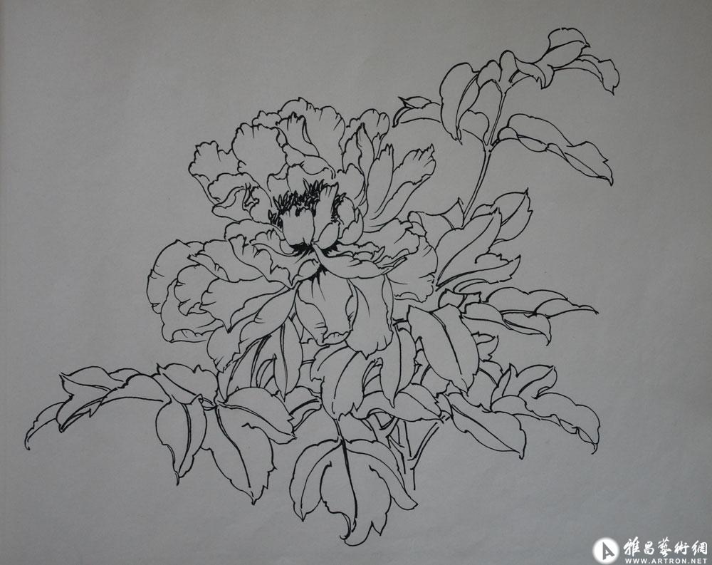 白描花卉061