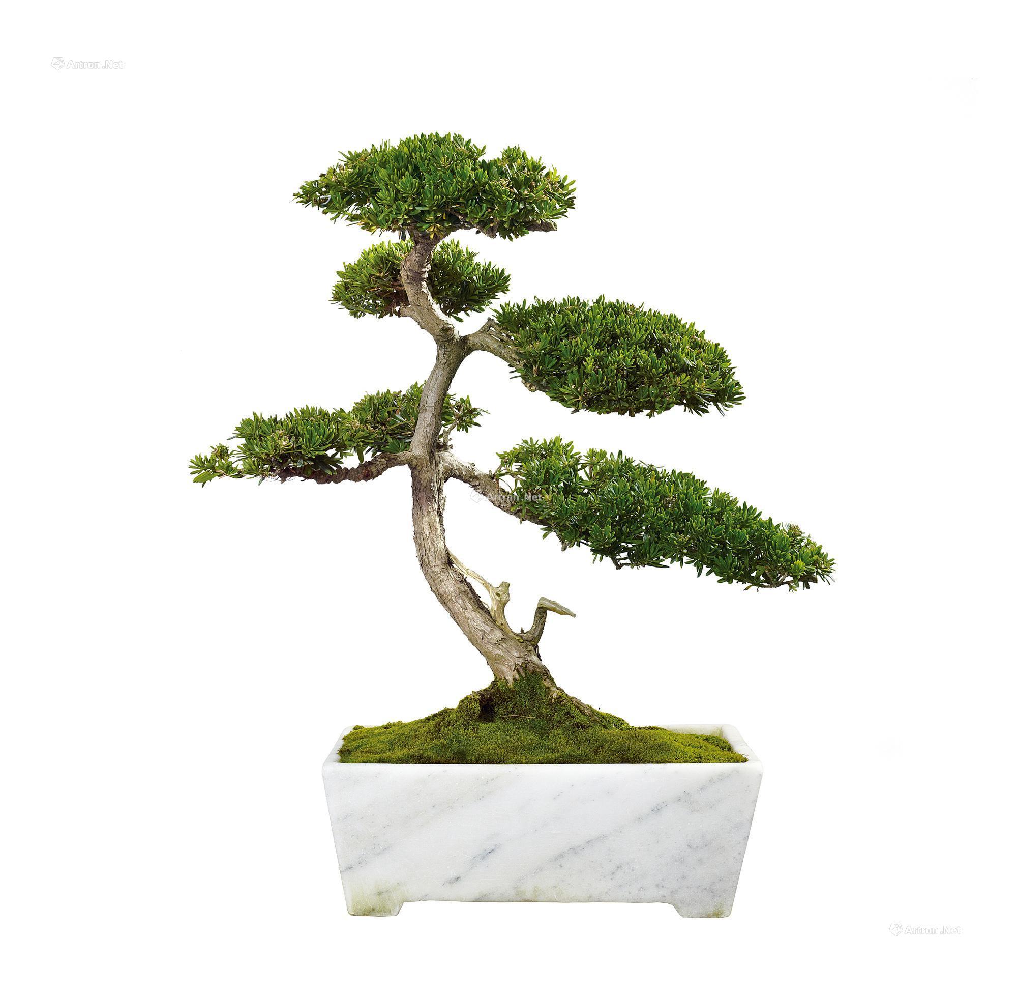 【小叶罗汉松】拍卖品_图片_价格_鉴赏_工艺品其它_品图片