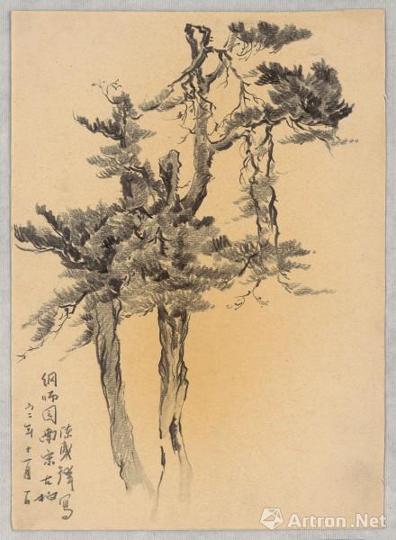 《网师园南宋古柏 陈盛铎 26.5x19cm 1962年 纸本素描