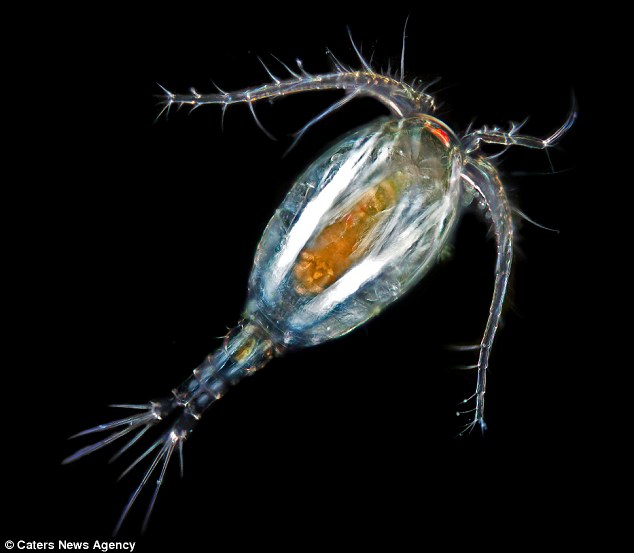 摄影师微距拍摄海洋微生物之美