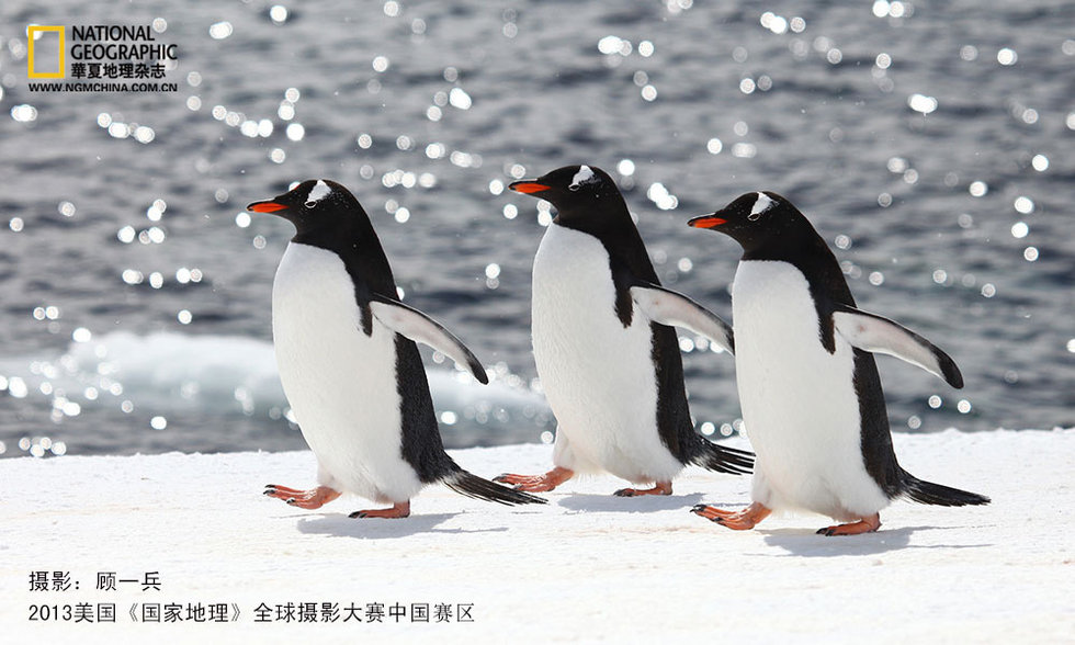 《国家地理》摄影大赛参赛作品选登--生物类