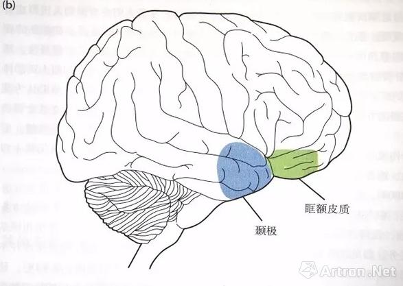 据其亲友描述,可以断定其受伤的部位是大脑的眶额皮质(orbitofrontal