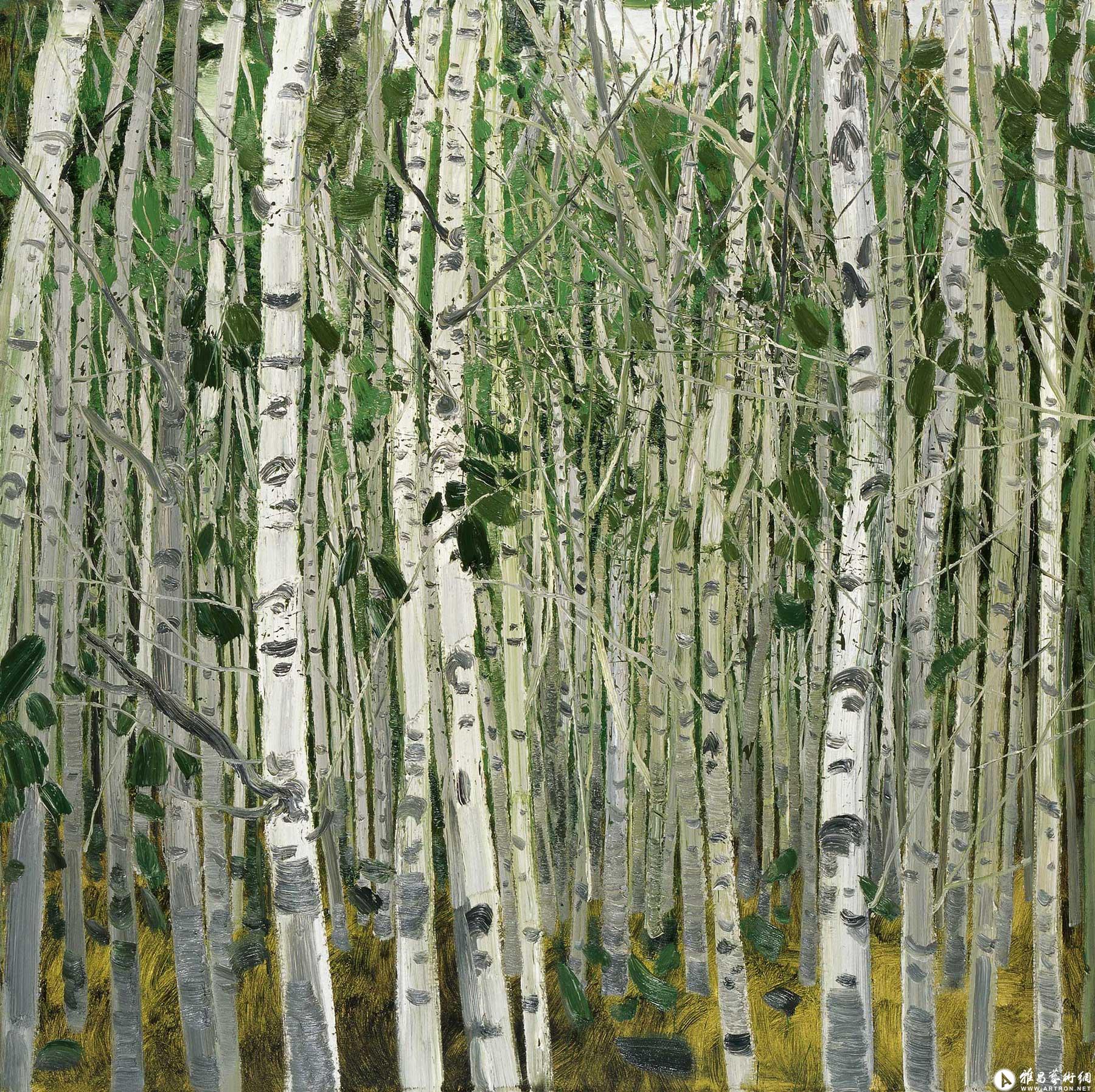 白桦四季---夏 ^_^White birches in four seasons-Summer