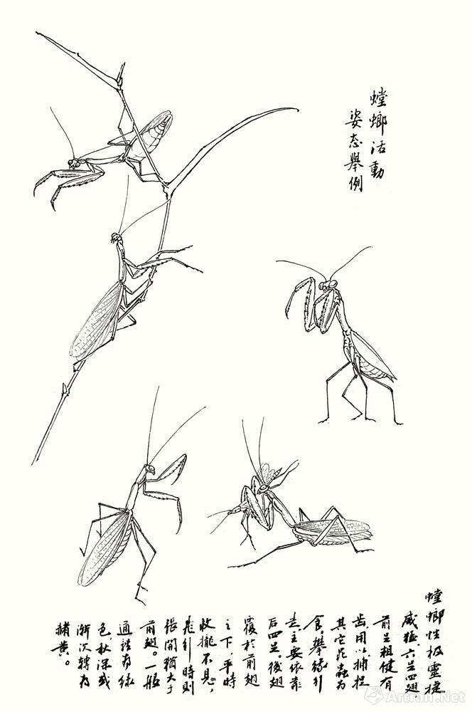 螳螂活动姿态举例范图