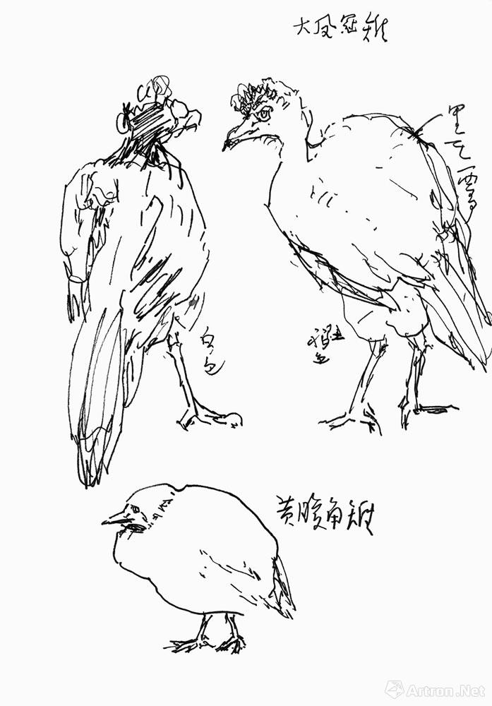 禽鸟写生于北京动物园001