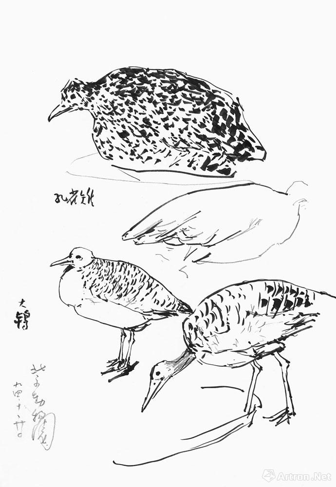 禽鸟写生于北京动物园002