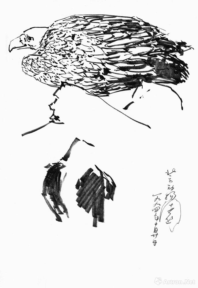 鹰写生于北京动物园
