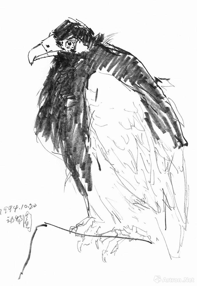 秃鹫写生于北京动物园003
