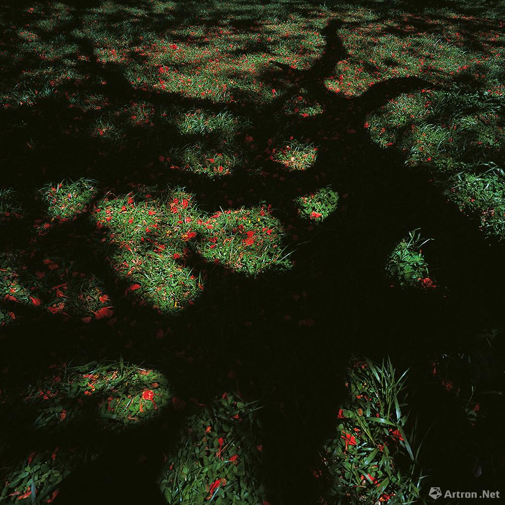 王琛作品：北美洲美国塞班高尔夫球场凤凰树阴影 2012.06
