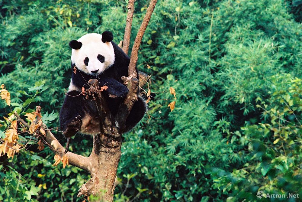 张斌作品：大熊猫，国家一级保护动物