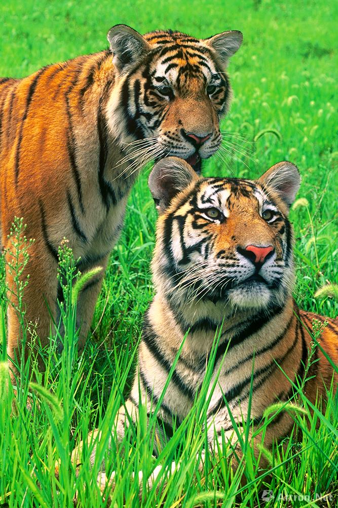 张斌作品：东北虎，国家一级保护动物
