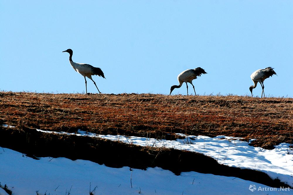 张斌作品：黑颈鹤，国家一级保护动物