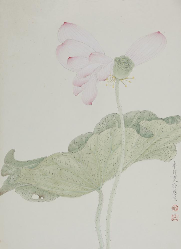 荷花