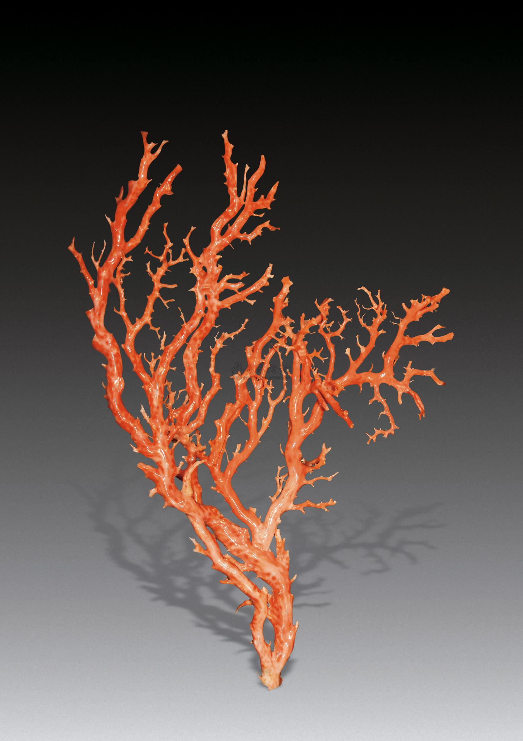 天然红珊瑚树图片