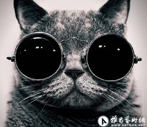 猫能成为摄影师吗？