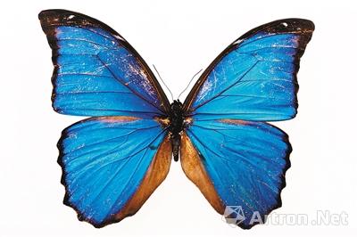盛夏收藏说蝴蝶标本
